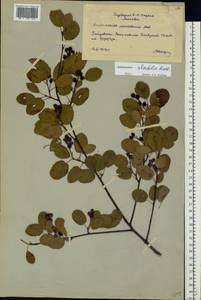 Amelanchier alnifolia (Nutt.) Nutt., Eastern Europe, Moscow region (E4a) (Russia)