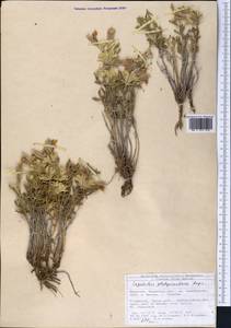 Lagochilus platyacanthus Rupr., Middle Asia, Northern & Central Tian Shan (M4) (Kyrgyzstan)