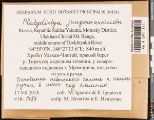 Platydictya jungermannioides (Brid.) H.A. Crum, Bryophytes, Bryophytes - Yakutia (B19) (Russia)