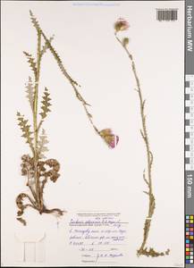 Carduus adpressus C. A. Mey., Caucasus, Black Sea Shore (from Novorossiysk to Adler) (K3) (Russia)