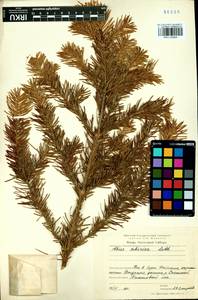 Abies sibirica Ledeb., Siberia, Baikal & Transbaikal region (S4) (Russia)