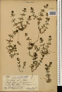 Galium tricornutum Dandy, Caucasus, Azerbaijan (K6) (Azerbaijan)