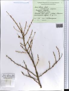 Larix sibirica Ledeb., Eastern Europe, Middle Volga region (E8) (Russia)