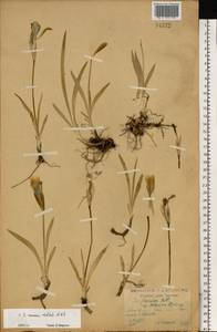 Iris arenaria Waldst. & Kit., Eastern Europe, Central forest-and-steppe region (E6) (Russia)