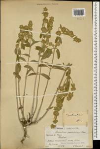 Marrubium parviflorum Fisch. & C.A.Mey., Caucasus, Armenia (K5) (Armenia)