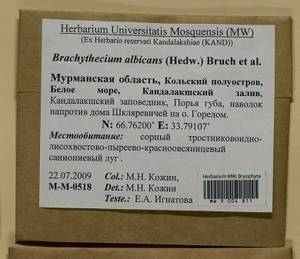 Brachythecium albicans (Hedw.) Schimp., Bryophytes, Bryophytes - Karelia, Leningrad & Murmansk Oblasts (B4) (Russia)