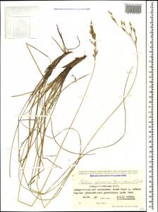 Festuca caucasica (Boiss.) Hack. ex Boiss., Caucasus, North Ossetia, Ingushetia & Chechnya (K1c) (Russia)