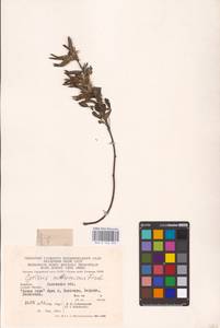 Chamaecytisus ruthenicus (Fisch. ex Woł.) Klásk., Eastern Europe, West Ukrainian region (E13) (Ukraine)
