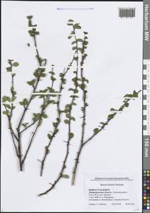 Betula humilis Schrank, Eastern Europe, North-Western region (E2) (Russia)