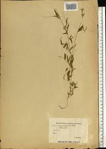 Vicia sativa subsp. nigra (L.)Ehrh., Eastern Europe, Estonia (E2c) (Estonia)