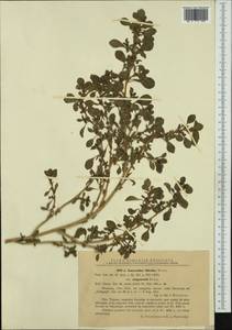 Amaranthus blitoides S. Watson, Western Europe (EUR) (Romania)