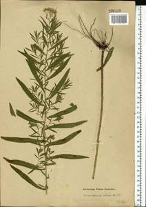 Achillea salicifolia subsp. salicifolia, Eastern Europe, Central forest-and-steppe region (E6) (Russia)