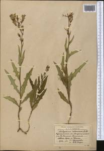 Lactuca tatarica (L.) C.A.Mey., Middle Asia, Northern & Central Kazakhstan (M10) (Kazakhstan)