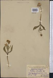 Fritillaria stenanthera (Regel) Regel, Middle Asia, Western Tian Shan & Karatau (M3) (Kazakhstan)