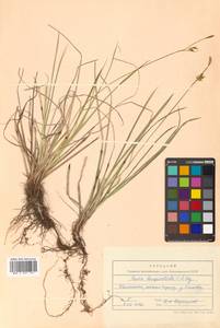 Carex longerostrata C.A.Mey., Siberia, Chukotka & Kamchatka (S7) (Russia)