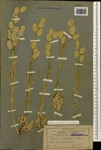 Fibigia macrocarpa (Boiss.) Boiss., Caucasus, Azerbaijan (K6) (Azerbaijan)