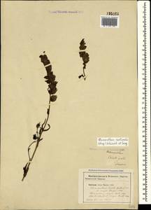 Rhinanthus serotinus var. vernalis (N. W. Zinger) Janch., Crimea (KRYM) (Russia)