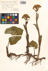 Petasites radiatus (J. F. Gmel.) J. Toman, Eastern Europe, Eastern region (E10) (Russia)