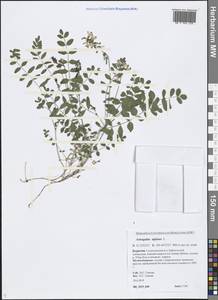 Astragalus alpinus L., Siberia, Baikal & Transbaikal region (S4) (Russia)