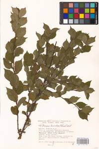 Prunus tomentosa Thunb., Eastern Europe, Moscow region (E4a) (Russia)