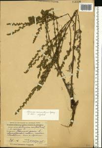 Artemisia marschalliana Spreng., Eastern Europe, Central forest region (E5) (Russia)