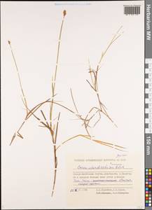 Carex chordorrhiza L.f., Siberia, Yakutia (S5) (Russia)