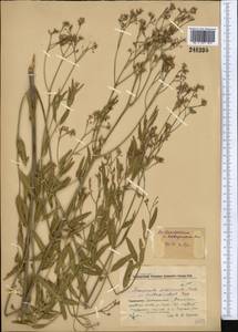 Poacynum pictum (Schrenk) Baill., Middle Asia, Muyunkumy, Balkhash & Betpak-Dala (M9) (Kazakhstan)