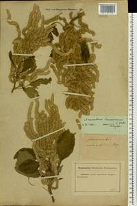Amaranthus caudatus L., Eastern Europe, Rostov Oblast (E12a) (Russia)