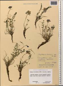 Oxytropis owerinii Bunge, Caucasus, North Ossetia, Ingushetia & Chechnya (K1c) (Russia)