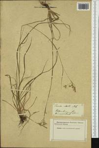 Luzula luzuloides (Lam.) Dandy & E.Willm., Western Europe (EUR) (Not classified)