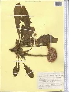 Saussurea salsa (Pall.) Spreng., Middle Asia, Pamir & Pamiro-Alai (M2) (Tajikistan)