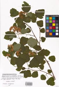 Physocarpus opulifolius (L.) Maxim., Eastern Europe, Moscow region (E4a) (Russia)