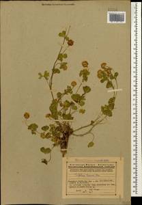 Trifolium tumens M.Bieb., Caucasus, Armenia (K5) (Armenia)