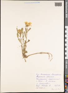Erysimum ibericum (Adams) DC., Caucasus, North Ossetia, Ingushetia & Chechnya (K1c) (Russia)