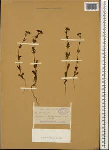 Valerianella uncinata (M. Bieb.) Dufr., Caucasus, Dagestan (K2) (Russia)
