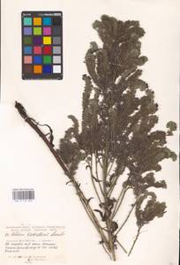 MHA 0 153 853, Echium italicum subsp. biebersteinii (Lacaita) Greuter & Burdet, Eastern Europe, South Ukrainian region (E12) (Ukraine)
