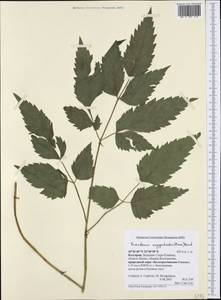 Cervaria aegopodioides (Boiss.), Western Europe (EUR) (Bulgaria)