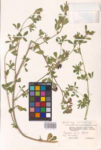 Medicago sativa L., Eastern Europe, Lithuania (E2a) (Lithuania)