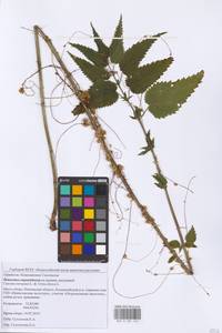 Cuscuta europaea L., Eastern Europe, Middle Volga region (E8) (Russia)