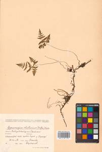 Gymnocarpium robertianum (Hoffm.) Newman, Siberia, Russian Far East (S6) (Russia)