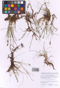 Carex praecox Schreb., Eastern Europe, Moscow region (E4a) (Russia)