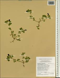 Lotus tetragonolobus L., South Asia, South Asia (Asia outside ex-Soviet states and Mongolia) (ASIA) (Cyprus)