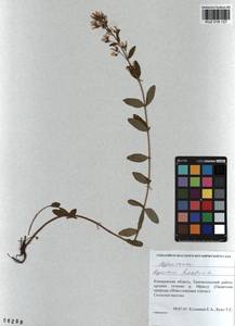 KUZ 018 127, Hypericum hirsutum L., Siberia, Altai & Sayany Mountains (S2) (Russia)