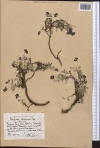 Oxytropis savellanica Boiss., Middle Asia, Western Tian Shan & Karatau (M3) (Kyrgyzstan)