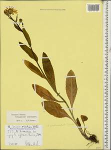 Senecio pseudoorientalis Schischk., Caucasus, Stavropol Krai, Karachay-Cherkessia & Kabardino-Balkaria (K1b) (Russia)