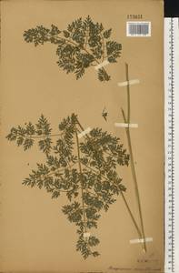 Selinum carvifolia (L.) L., Eastern Europe, Central forest-and-steppe region (E6) (Russia)