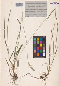 Alopecurus pratensis L., Siberia, Western Siberia (S1) (Russia)