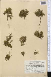 Cherleria biflora (L.) comb. ined., Middle Asia, Western Tian Shan & Karatau (M3) (Uzbekistan)