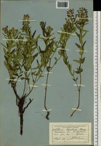 Scutellaria baicalensis Georgi, Siberia, Baikal & Transbaikal region (S4) (Russia)