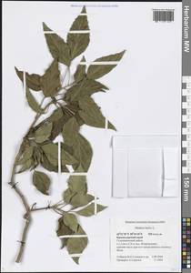 Hedera helix L., Caucasus, Black Sea Shore (from Novorossiysk to Adler) (K3) (Russia)